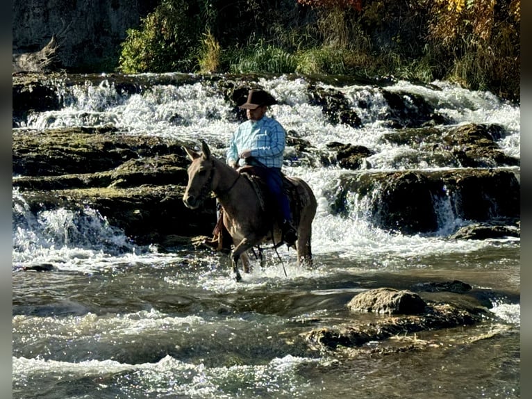 Mulo Caballo castrado 11 años 132 cm Bayo in Cannon Falls