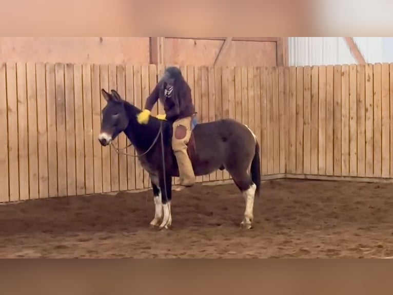 Mulo Caballo castrado 11 años 142 cm in Hastings