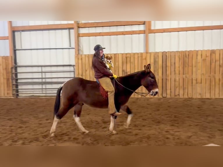 Mulo Caballo castrado 11 años 142 cm in Hastings