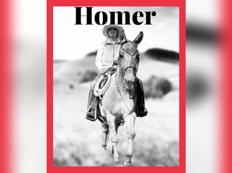 Mulo Caballo castrado 11 años 145 cm Bayo in Cochranville PA