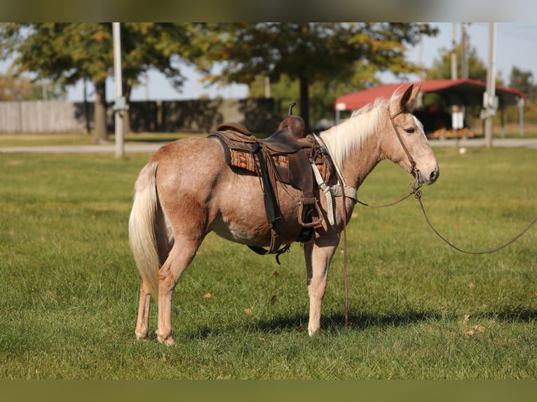 Mulo Caballo castrado 11 años 145 cm Palomino in Effingham IL