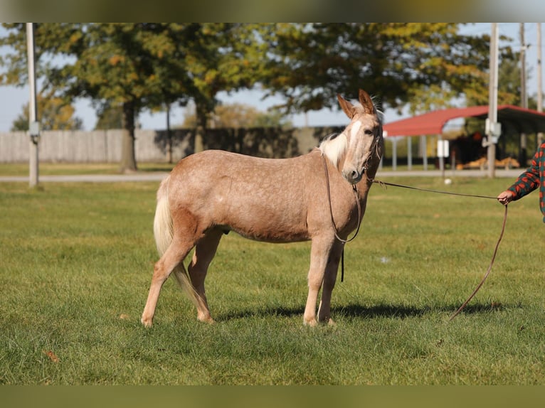 Mulo Caballo castrado 11 años 145 cm Palomino in Effingham IL