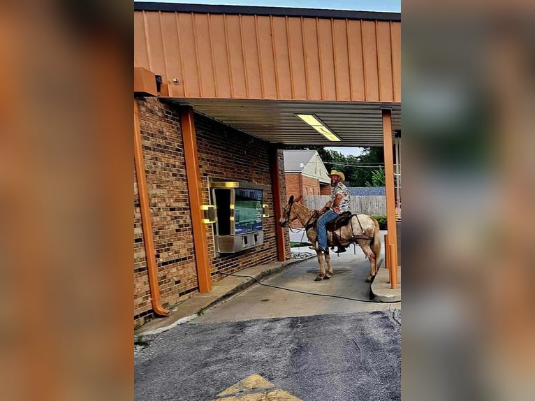 Mulo Caballo castrado 11 años 150 cm Ruano alazán in LaCyngne, KS