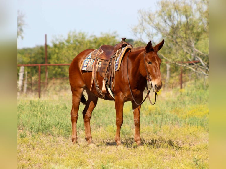 Mulo Caballo castrado 11 años 155 cm Alazán rojizo in Stephenville TX