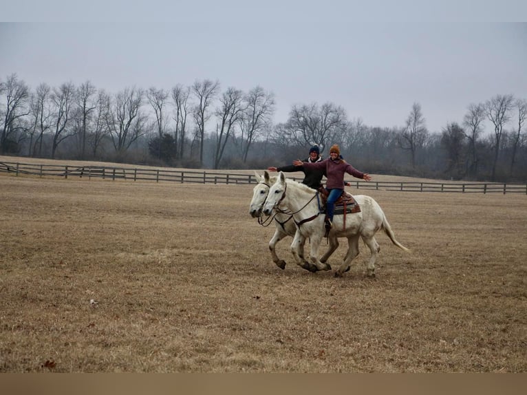 Mulo Caballo castrado 11 años 170 cm White/Blanco in Highland MI