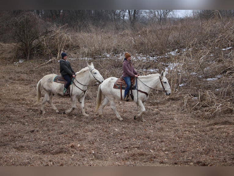 Mulo Caballo castrado 11 años 170 cm White/Blanco in Highland MI