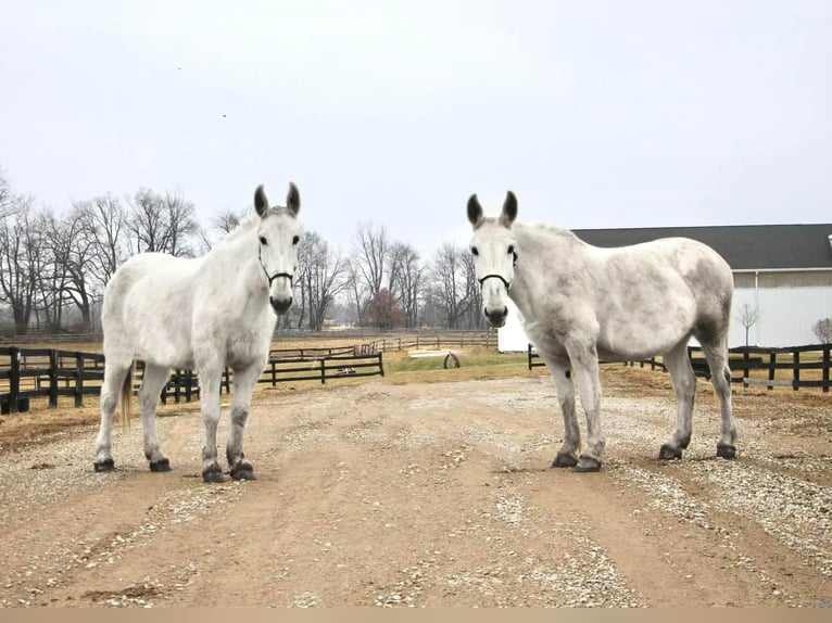 Mulo Caballo castrado 11 años 170 cm White/Blanco in Highland MI