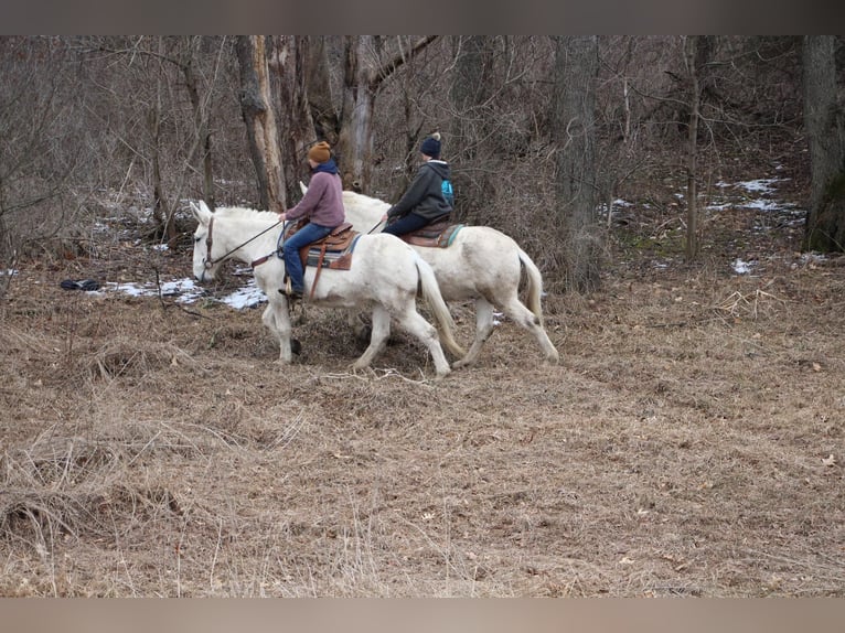 Mulo Caballo castrado 11 años 170 cm White/Blanco in Highland MI