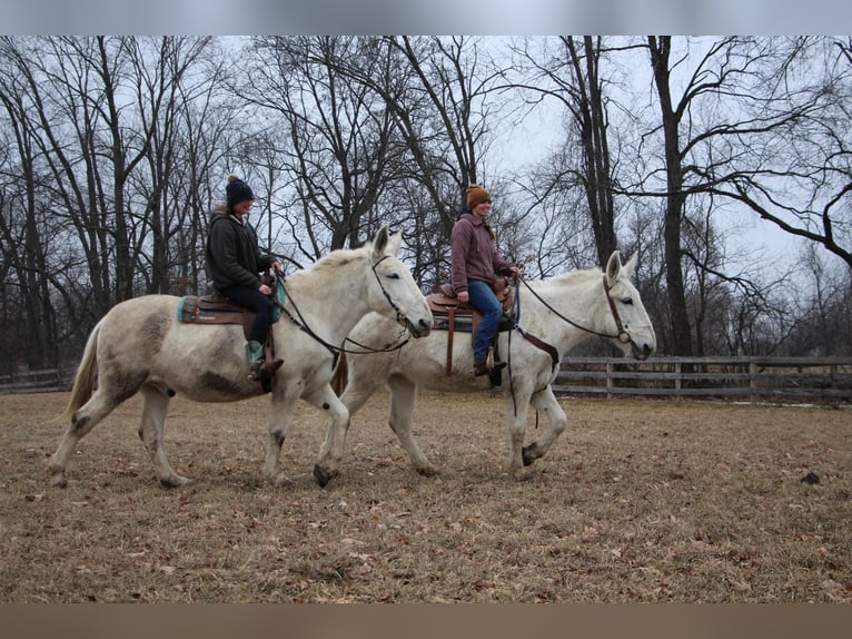 Mulo Caballo castrado 11 años 170 cm White/Blanco in Highland MI