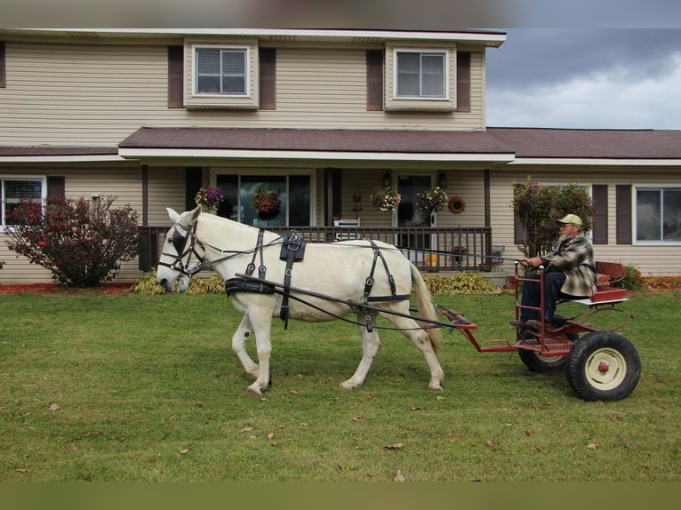 Mulo Caballo castrado 11 años 170 cm White/Blanco in Highland MI