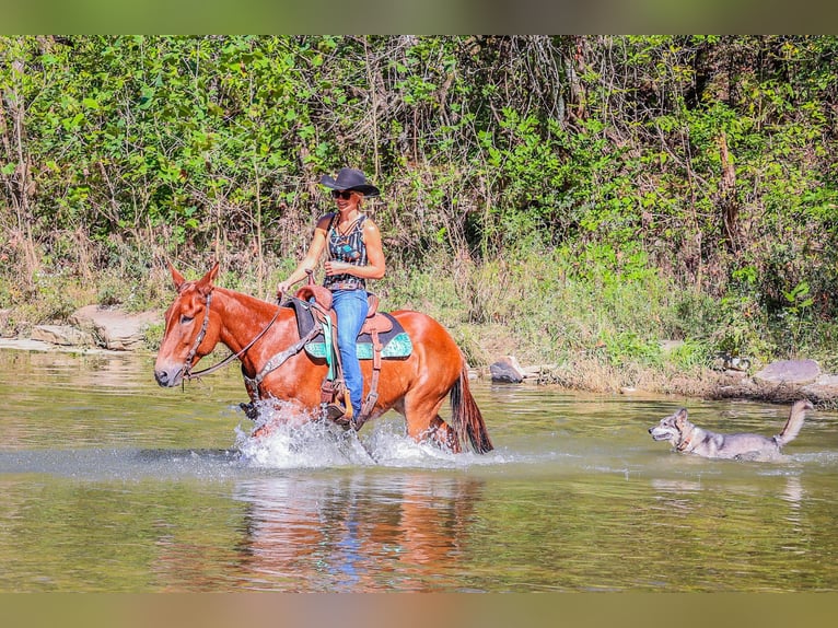 Mulo Caballo castrado 11 años Alazán-tostado in Flemingsburg KY