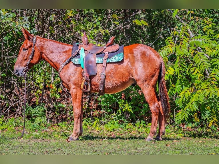 Mulo Caballo castrado 11 años Alazán-tostado in Flemingsburg KY