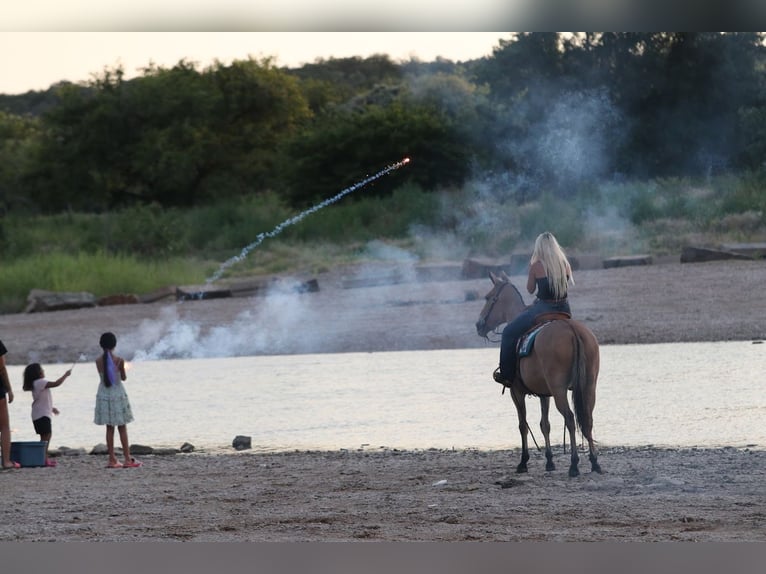 Mulo Caballo castrado 11 años Bayo in Mineral Wells