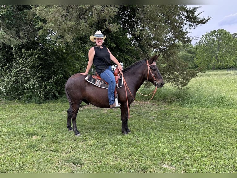 Mulo Caballo castrado 11 años Negro in freeburg IL