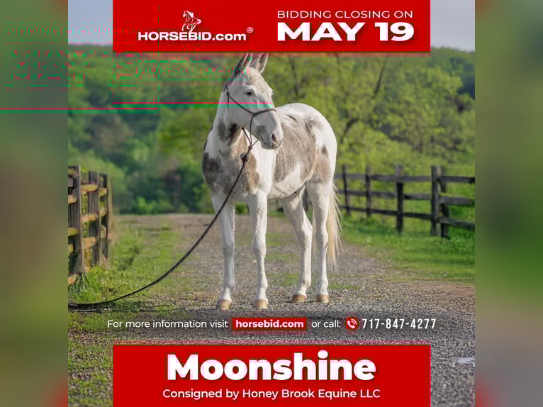 Mulo Caballo castrado 12 años 137 cm in Honey Brook, PA