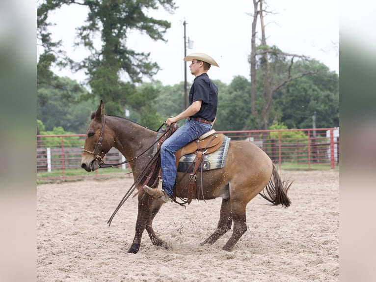 Mulo Caballo castrado 12 años 140 cm Castaño rojizo in Lufkin