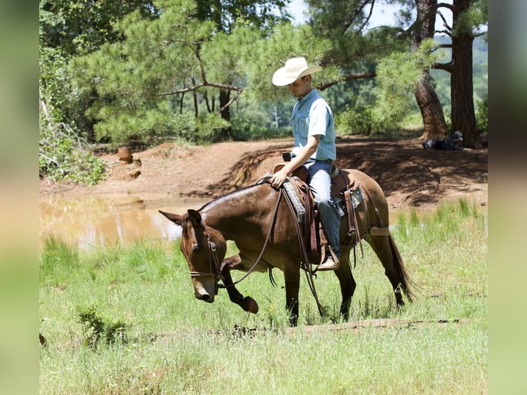 Mulo Caballo castrado 12 años 140 cm Castaño rojizo in Lufkin