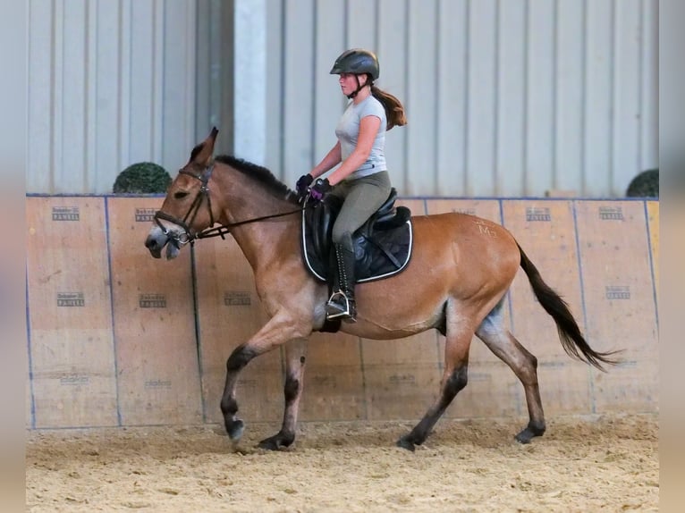 Mulo Caballo castrado 12 años 145 cm Castaño in Neustadt Wied