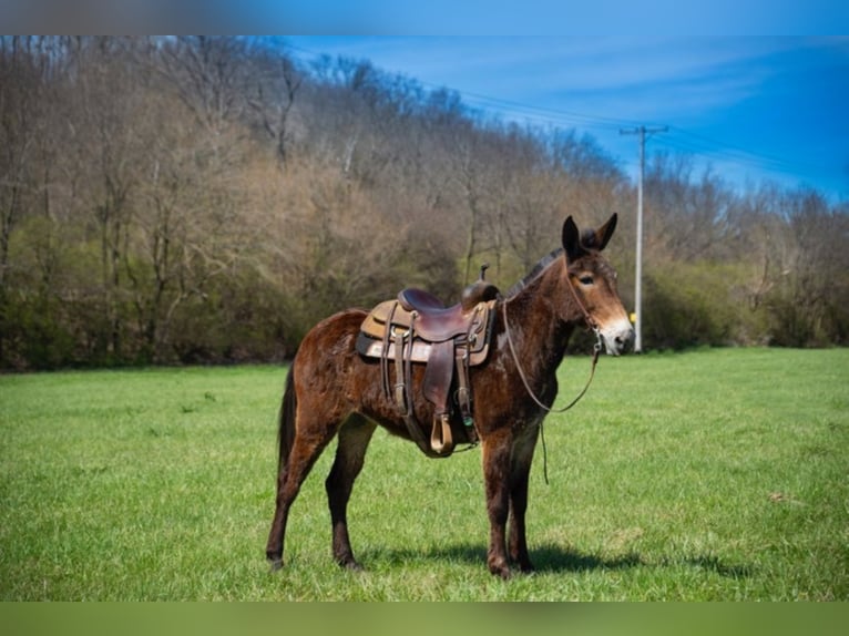 Mulo Caballo castrado 12 años 147 cm Castaño rojizo in Middletown OH