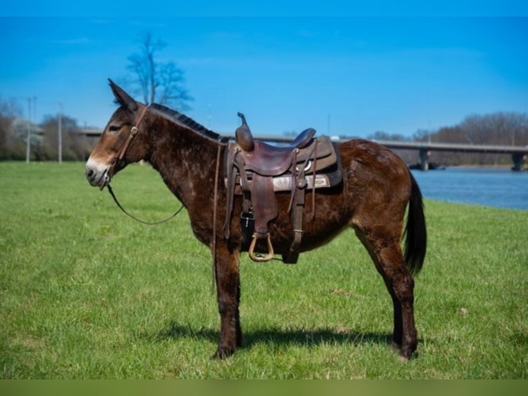 Mulo Caballo castrado 12 años 147 cm Castaño rojizo in Middletown OH