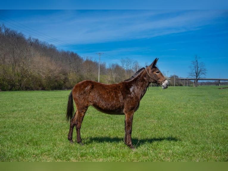 Mulo Caballo castrado 12 años 147 cm Castaño rojizo in Middletown OH