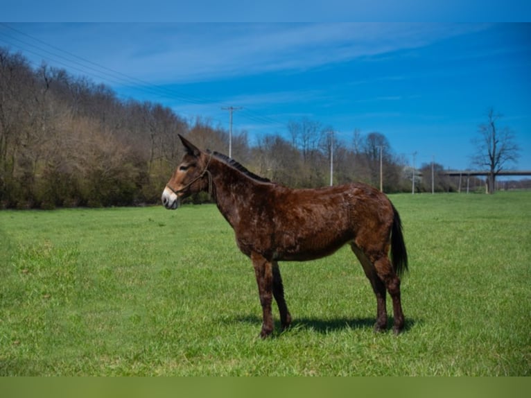 Mulo Caballo castrado 12 años 147 cm Castaño rojizo in Middletown OH