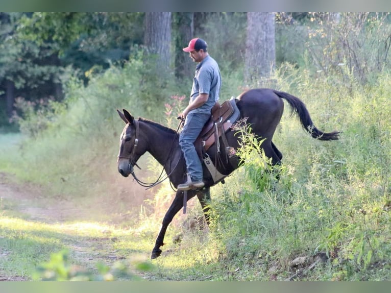 Mulo Caballo castrado 12 años 152 cm in destin FL