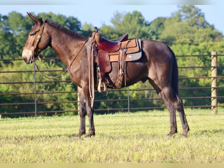 Mulo Caballo castrado 12 años 152 cm in destin FL