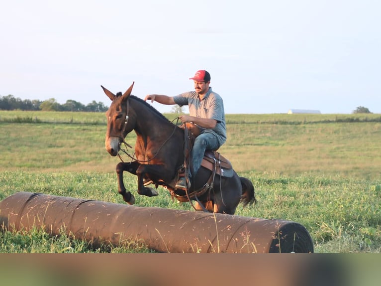 Mulo Caballo castrado 12 años 152 cm in destin FL