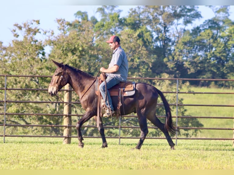 Mulo Caballo castrado 12 años 152 cm in destin FL