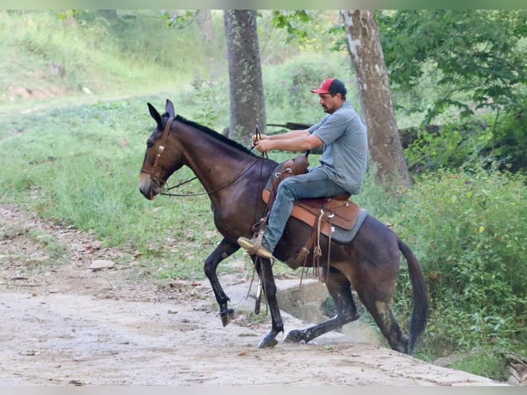 Mulo Caballo castrado 12 años 152 cm Castaño rojizo in destin FL