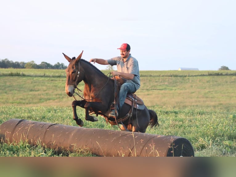 Mulo Caballo castrado 12 años 152 cm Castaño rojizo in destin FL