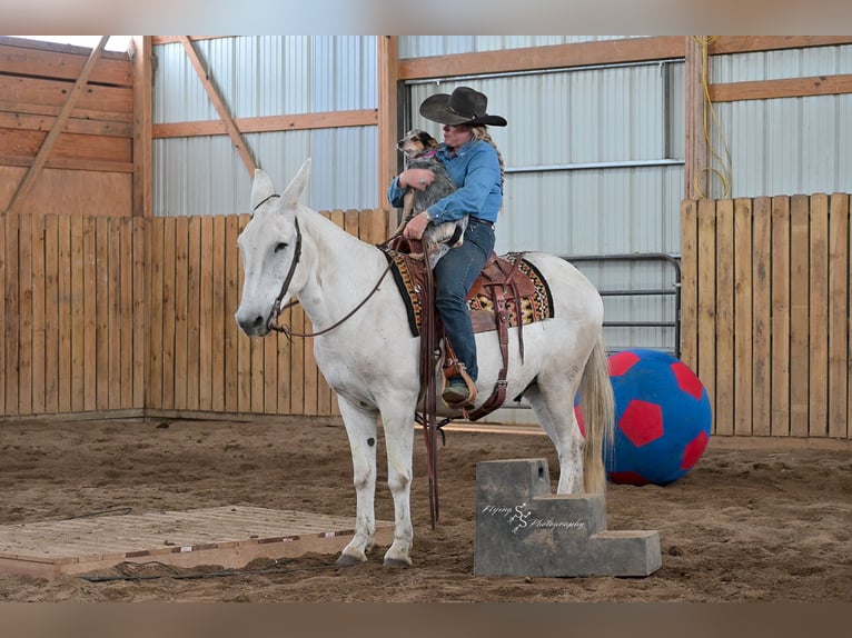 Mulo Caballo castrado 12 años 152 cm Tordo in Hastings