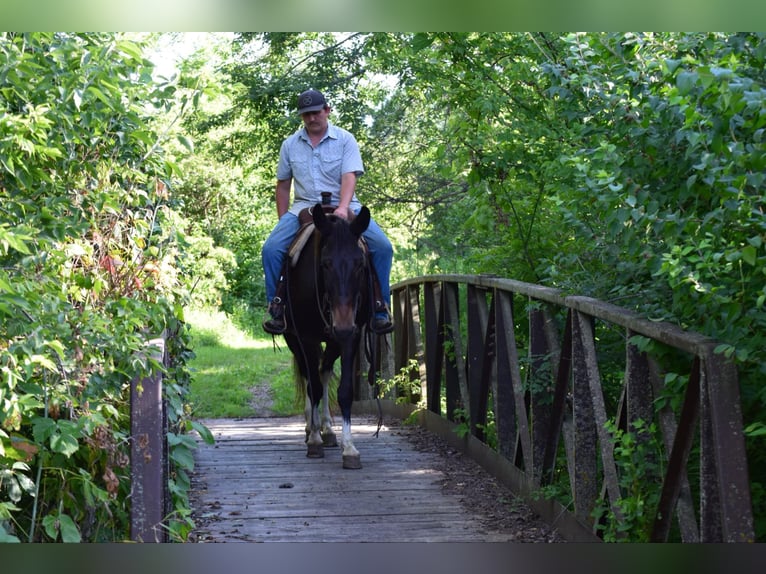 Mulo Caballo castrado 12 años 157 cm Negro in Van Horne IA