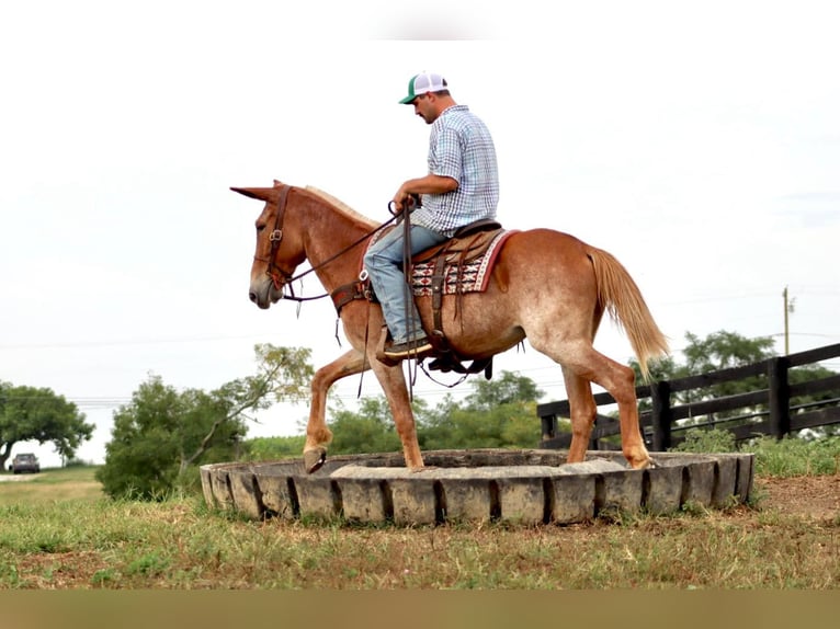 Mulo Caballo castrado 12 años Alazán rojizo in Brooksville KY