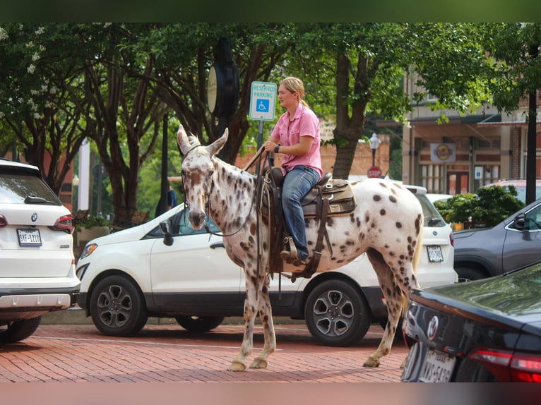 Mulo Caballo castrado 12 años Alazán-tostado in Rusk TX