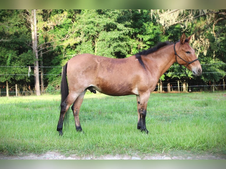 Mulo Caballo castrado 12 años Bayo in Brooksville