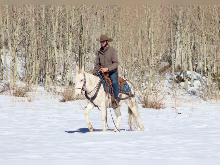 Mulo Caballo castrado 12 años in Brooksville Ky