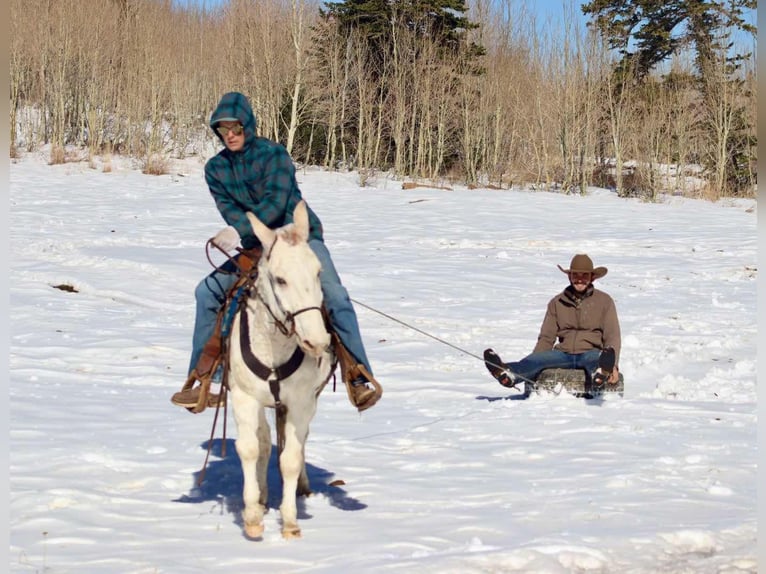 Mulo Caballo castrado 12 años in Brooksville Ky