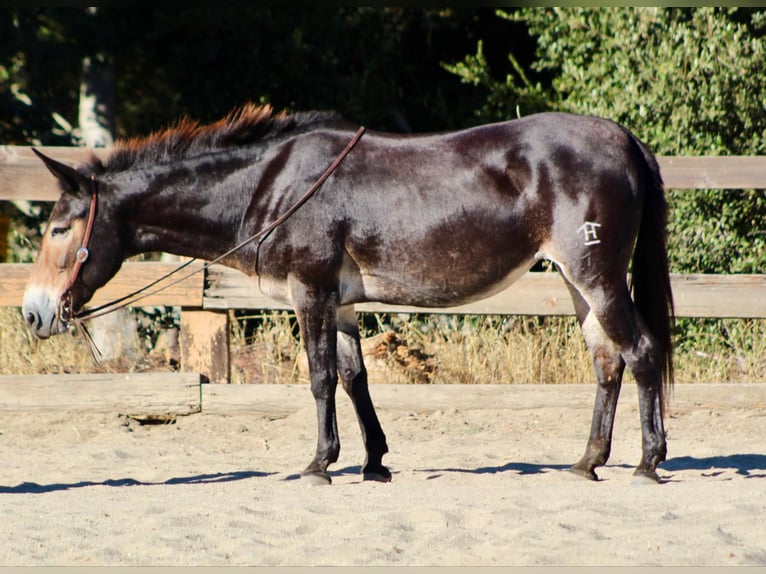 Mulo Caballo castrado 12 años Castaño rojizo in Bitterwater CA