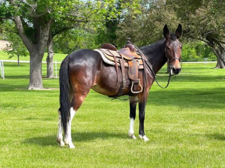 Mulo Caballo castrado 12 años Castaño rojizo in Zearing IA