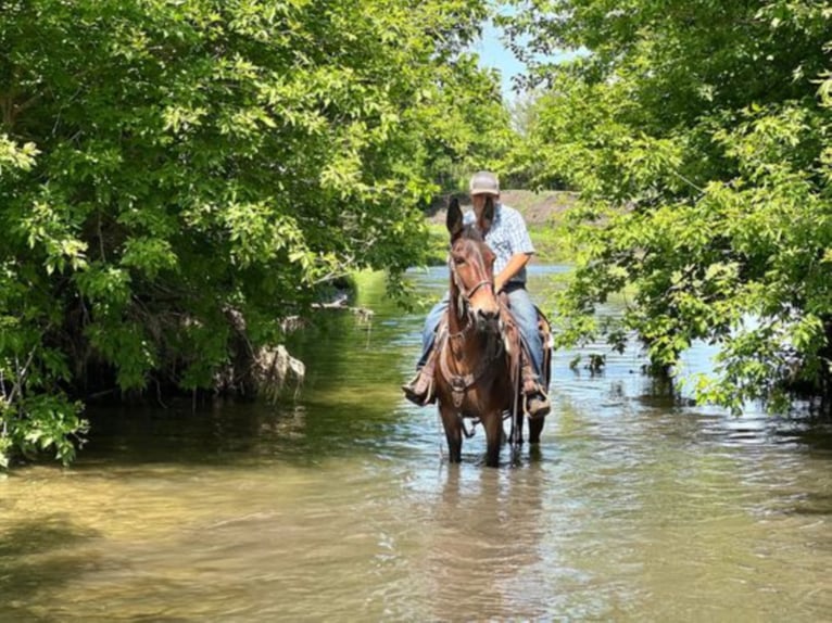 Mulo Caballo castrado 12 años Castaño rojizo in Zearing IA