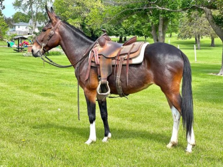 Mulo Caballo castrado 12 años Castaño rojizo in Zearing IA