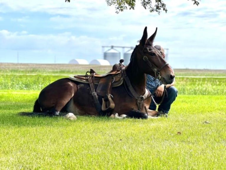 Mulo Caballo castrado 12 años Castaño rojizo in Zearing IA