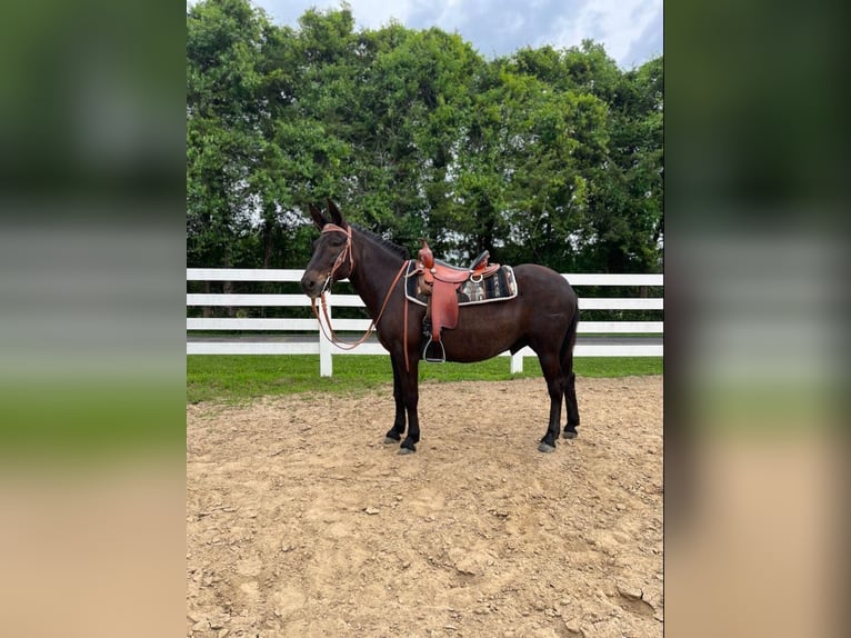 Mulo Caballo castrado 12 años Negro in freeburg IL