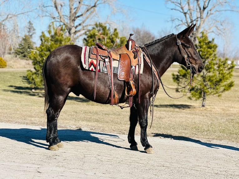 Mulo Caballo castrado 12 años Negro in Zearing IA