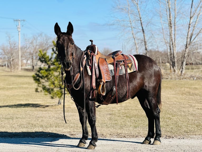 Mulo Caballo castrado 12 años Negro in Zearing IA