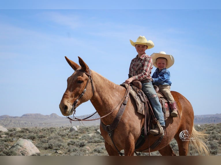 Mulo Caballo castrado 12 años Palomino in Cody