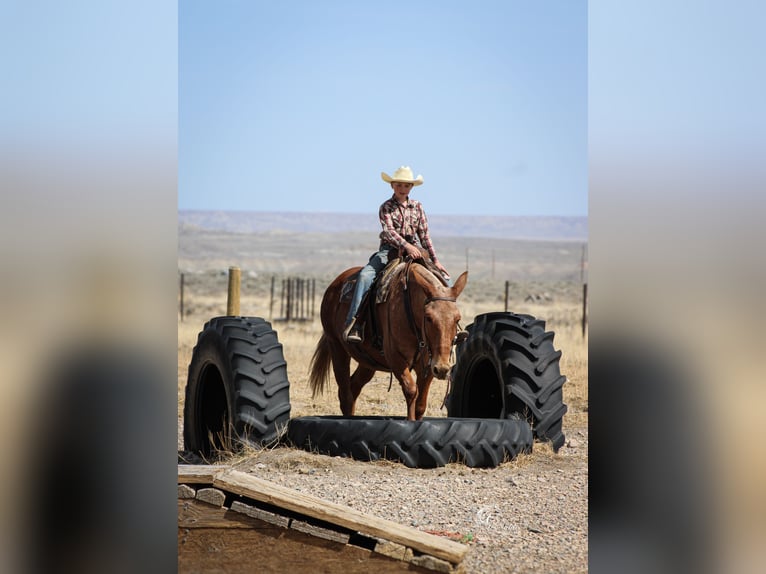 Mulo Caballo castrado 12 años Palomino in Cody