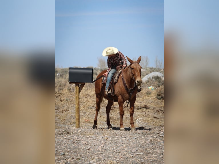 Mulo Caballo castrado 12 años Palomino in Cody